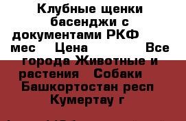 Клубные щенки басенджи с документами РКФ - 2,5 мес. › Цена ­ 20 000 - Все города Животные и растения » Собаки   . Башкортостан респ.,Кумертау г.